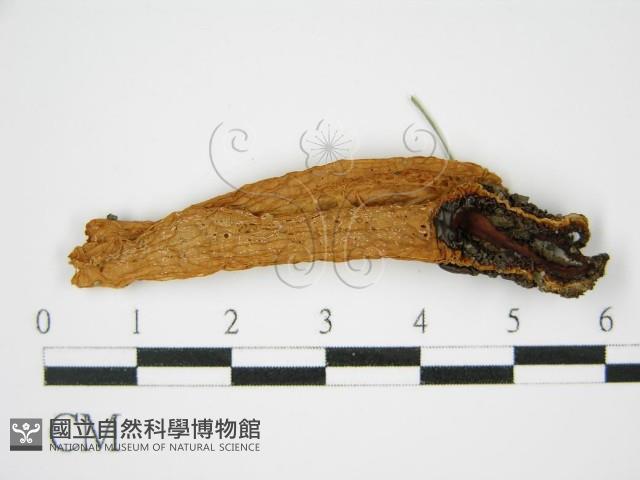 登錄號:F0014249藏品圖，第3張