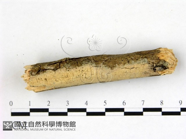 登錄號:F0022249藏品圖，第3張