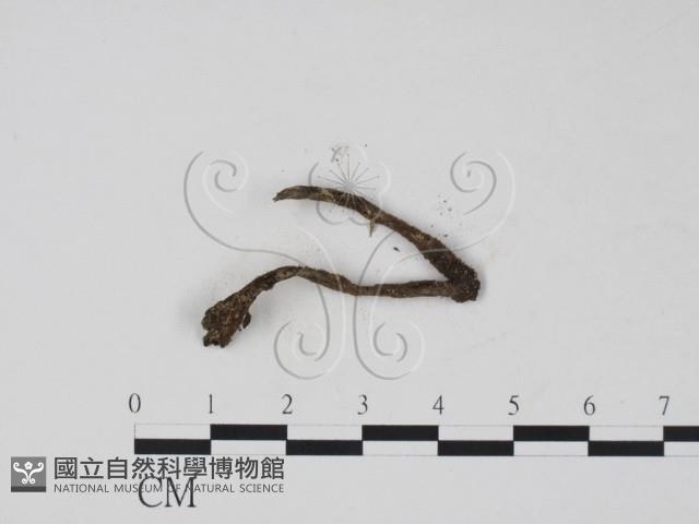 登錄號:F0012249藏品圖，第3張