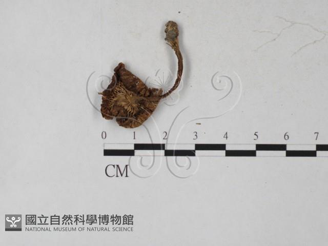 登錄號:F0027249藏品圖，第3張