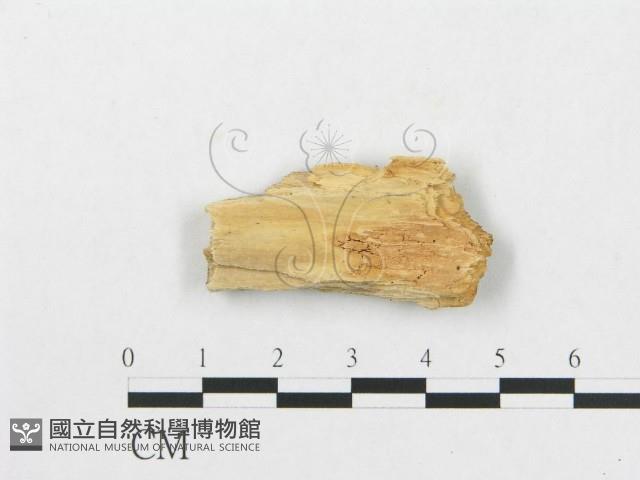 登錄號:F0007249藏品圖，第3張