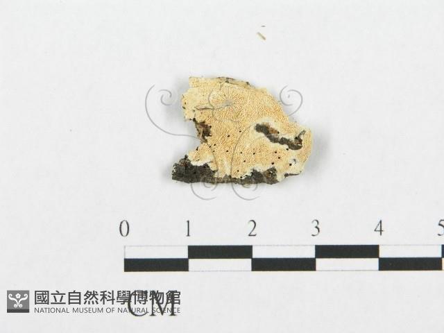 登錄號:F0017249藏品圖，第1張