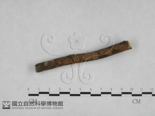 刺革菌屬藏品圖，第3張