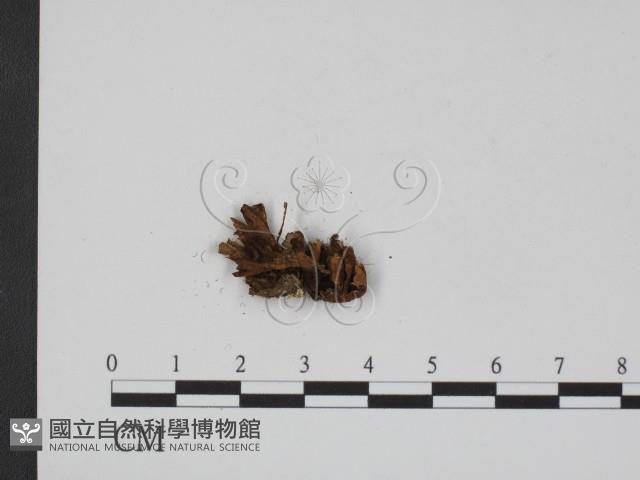 登錄號:F0005249藏品圖，第3張