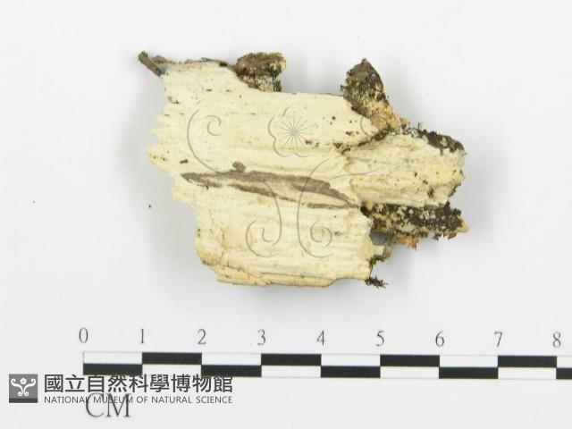 煙管菌藏品圖，第3張