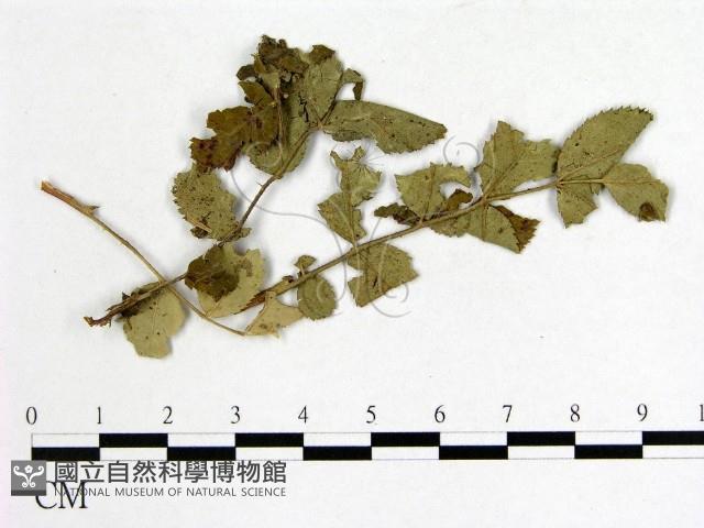 登錄號:F0019249藏品圖，第3張