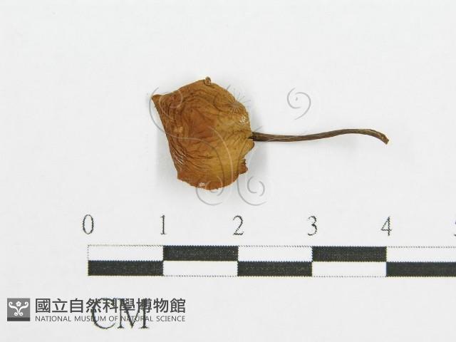 登錄號:F0003249藏品圖，第3張