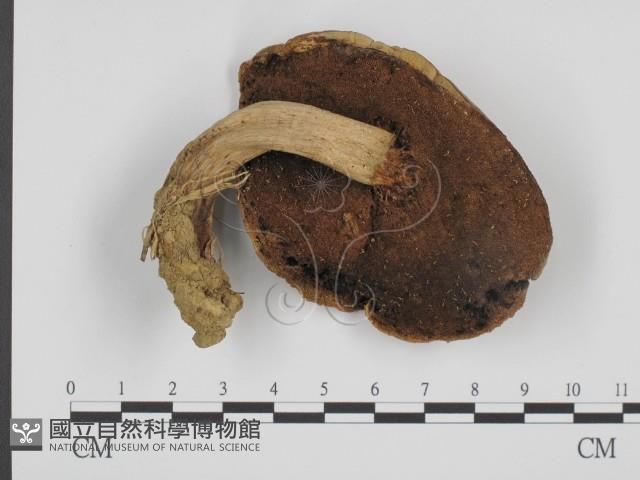 登錄號:F0013249藏品圖，第3張