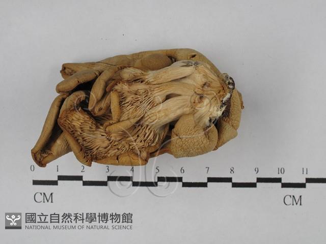 登錄號:F0028849藏品圖，第3張