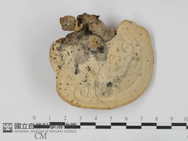 登錄號:F0008849藏品圖，第3張