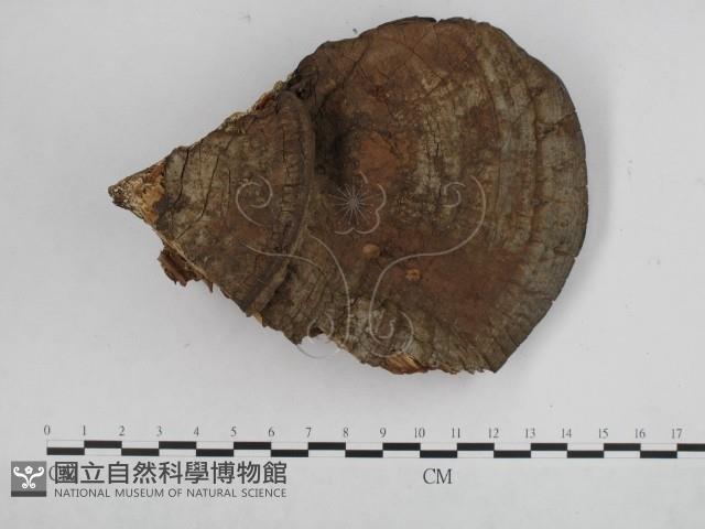 登錄號:F0018849藏品圖，第3張