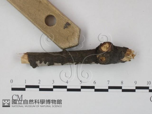 筍殼菌屬藏品圖，第3張