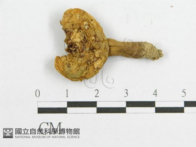 登錄號:F0010849藏品圖，第3張