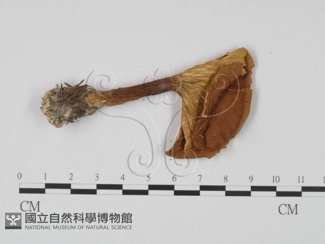 登錄號:F0021849藏品圖，第3張