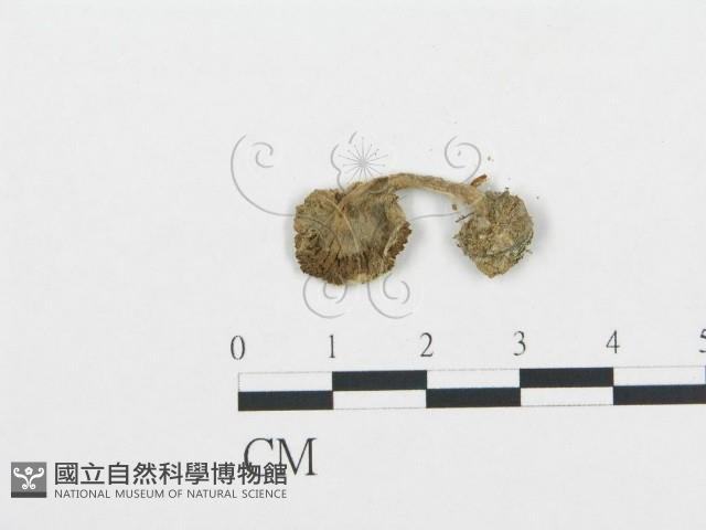 杯傘屬藏品圖，第3張