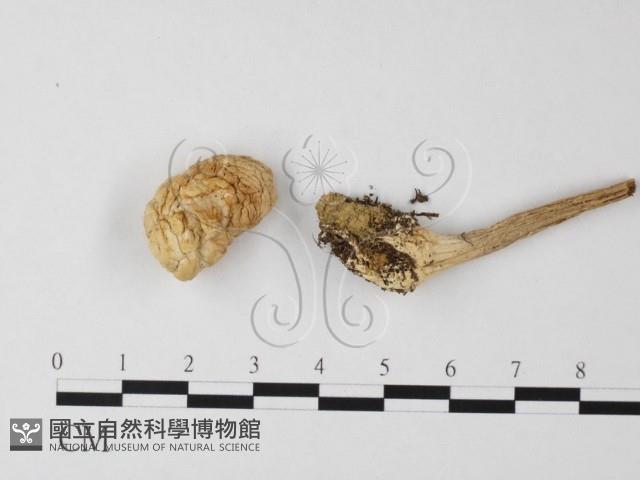 登錄號:F0004849藏品圖，第1張