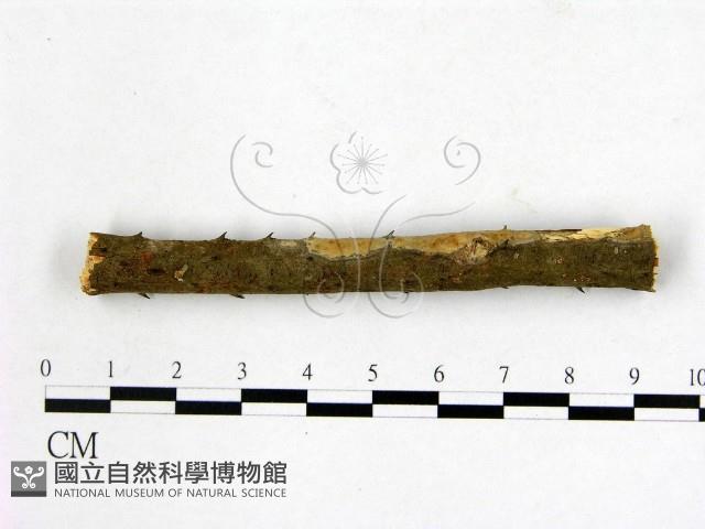 顯絲菌屬藏品圖，第3張