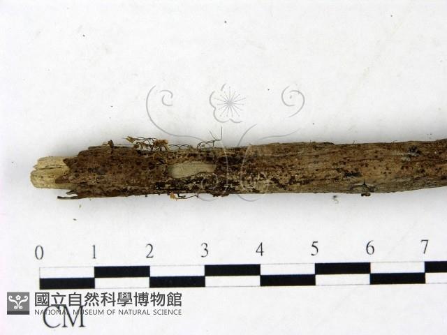 登錄號:F0022849藏品圖，第3張