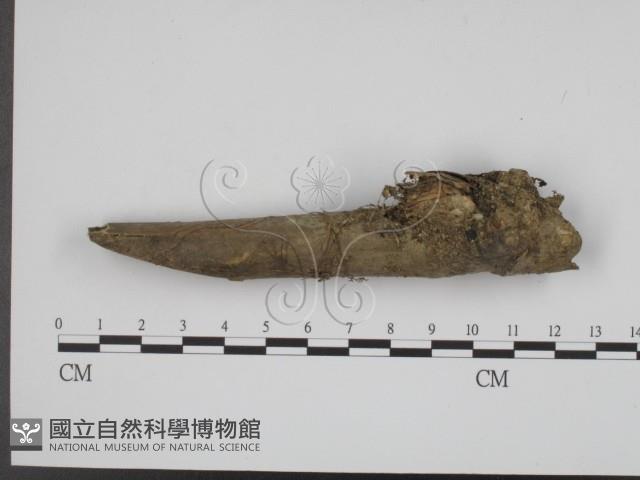 登錄號:F0008949藏品圖，第3張