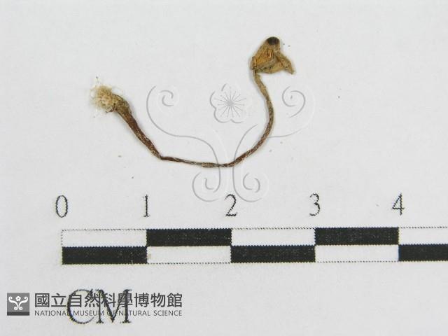 登錄號:F0010949藏品圖，第3張