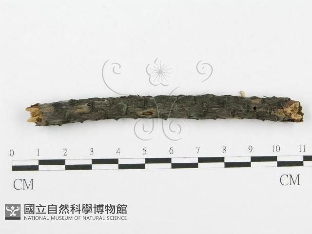 登錄號:F0016949藏品圖，第3張