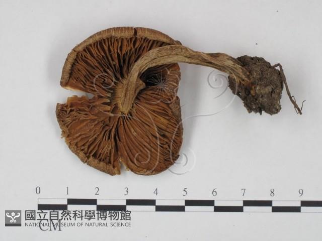 登錄號:F0021949藏品圖，第3張