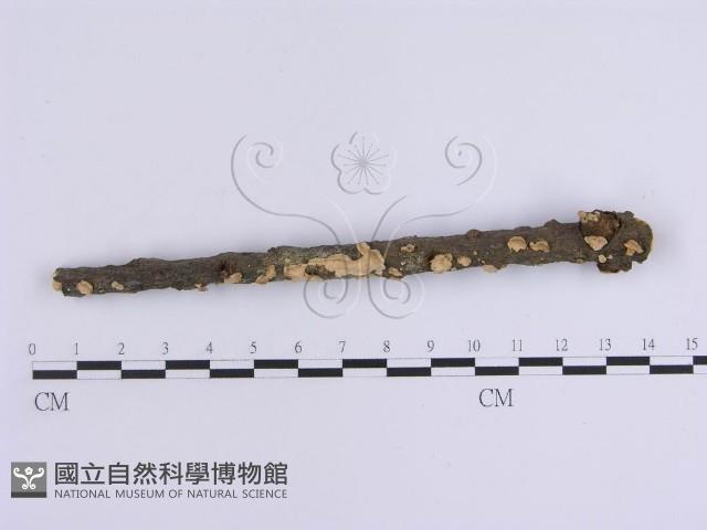 韌革菌屬藏品圖，第3張