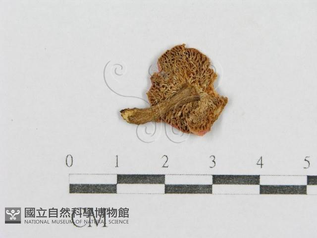 紅菇屬藏品圖，第3張