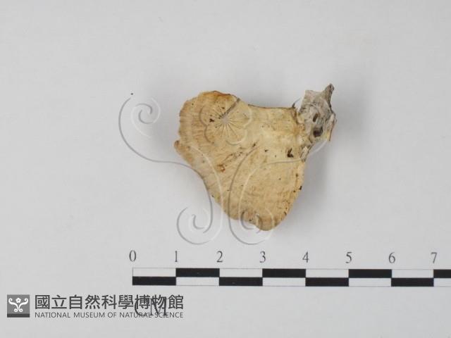 栓菌屬藏品圖，第3張
