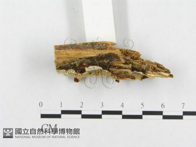 登錄號:F0005949藏品圖，第3張