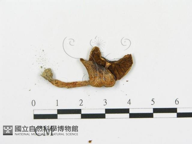 傘菌屬藏品圖，第3張