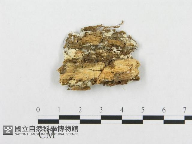 館號:F0019949藏品圖，第1張