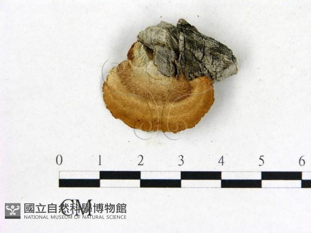 登錄號:F0003949藏品圖，第3張