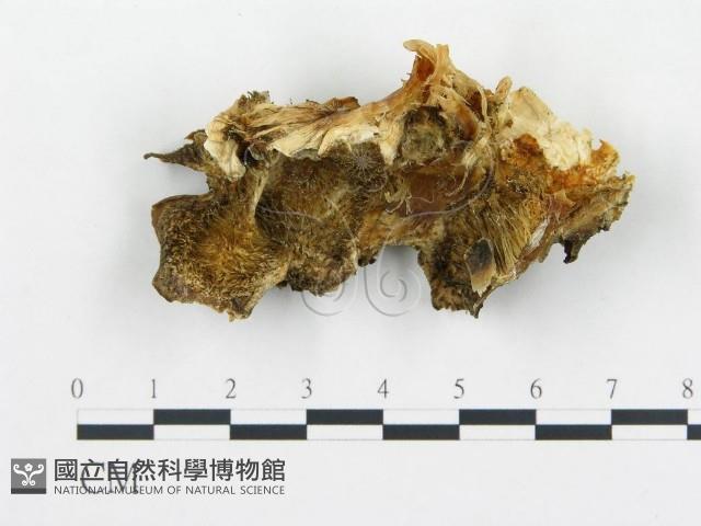 登錄號:F0013949藏品圖，第3張
