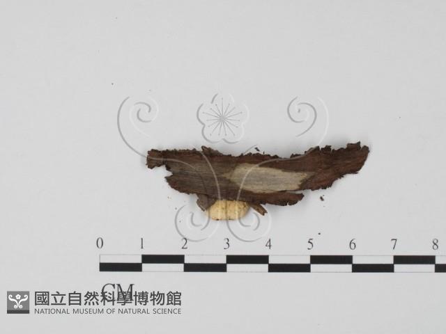 登錄號:F0018649藏品圖，第3張