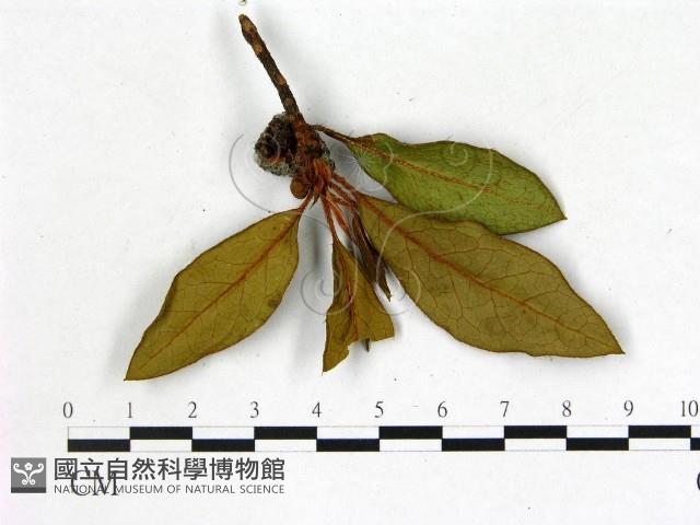 登錄號:F0020649藏品圖，第3張