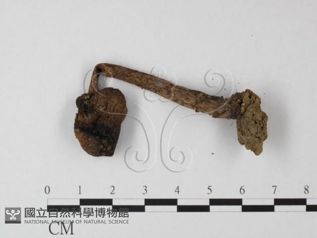 登錄號:F0000649藏品圖，第3張