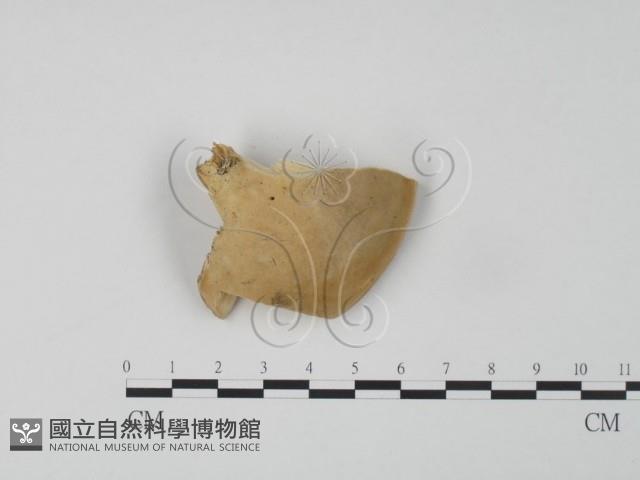 登錄號:F0006649藏品圖，第3張