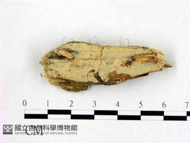 冇骨消絲齒菌藏品圖，第3張