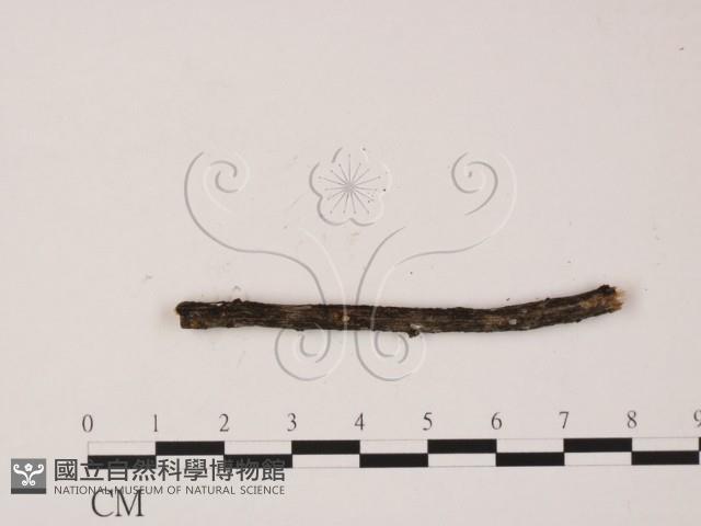 登錄號:F0011649藏品圖，第3張