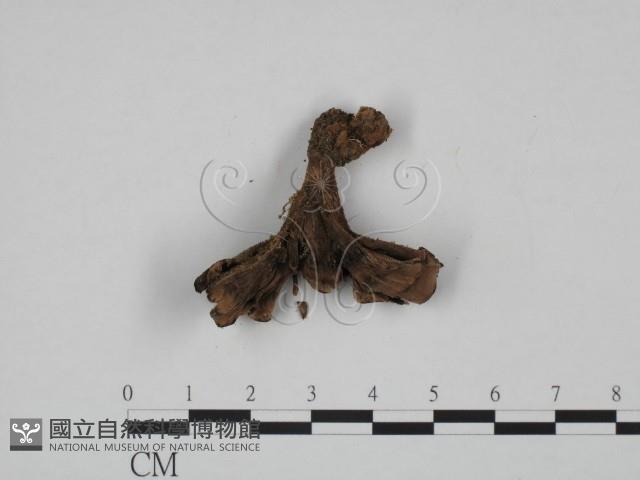 革菌屬藏品圖，第3張