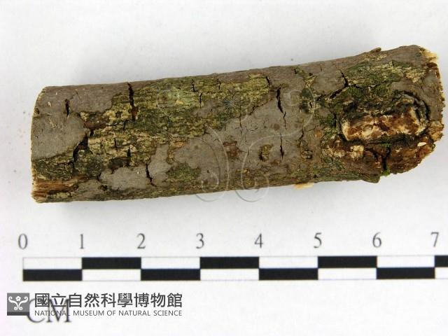 刺革菌屬藏品圖，第3張