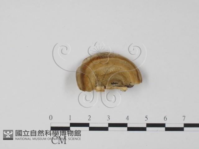 登錄號:F0017649藏品圖，第3張