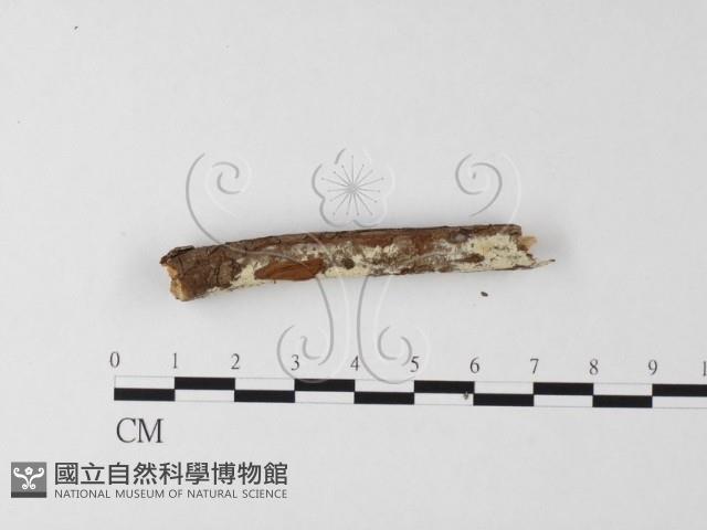 登錄號:F0025649藏品圖，第3張