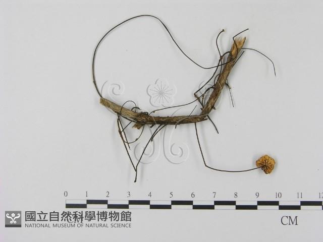 登錄號:F0005649藏品圖，第3張