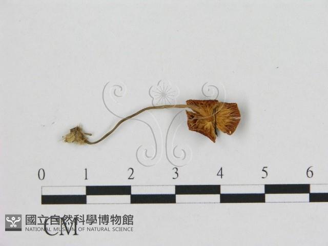 小皮傘屬藏品圖，第3張