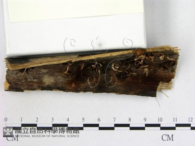 登錄號:F0009649藏品圖，第3張