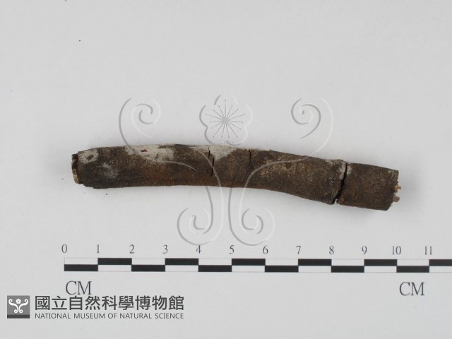 剛毛絲皮菌藏品圖，第3張