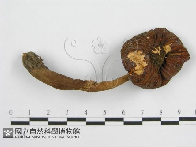 登錄號:F0003649藏品圖，第3張