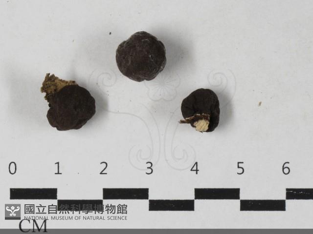登錄號:F0033649藏品圖，第3張